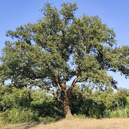 Campo Cantina Papavero-malva Gavorrano