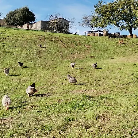 Campo Cantina Papavero-malva