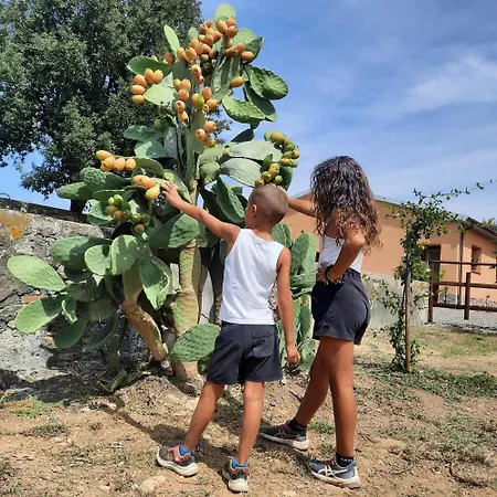 Campo Cantina Papavero-malva Gavorrano
