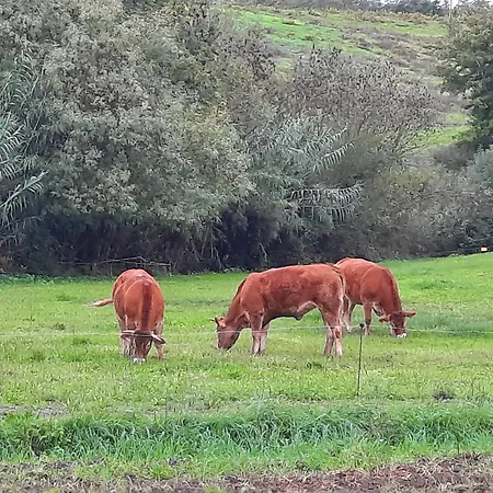 Daire Campo Cantina Papavero-malva Gavorrano