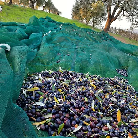 Daire Campo Cantina Papavero-malva