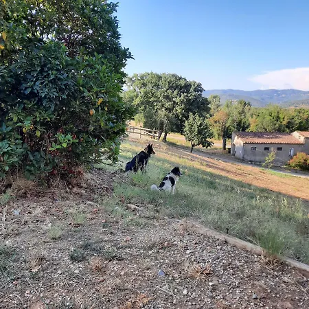 Campo Cantina Papavero-malva * Gavorrano
